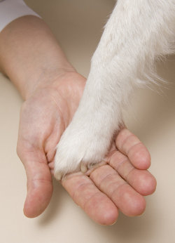 Reiki für Tiere